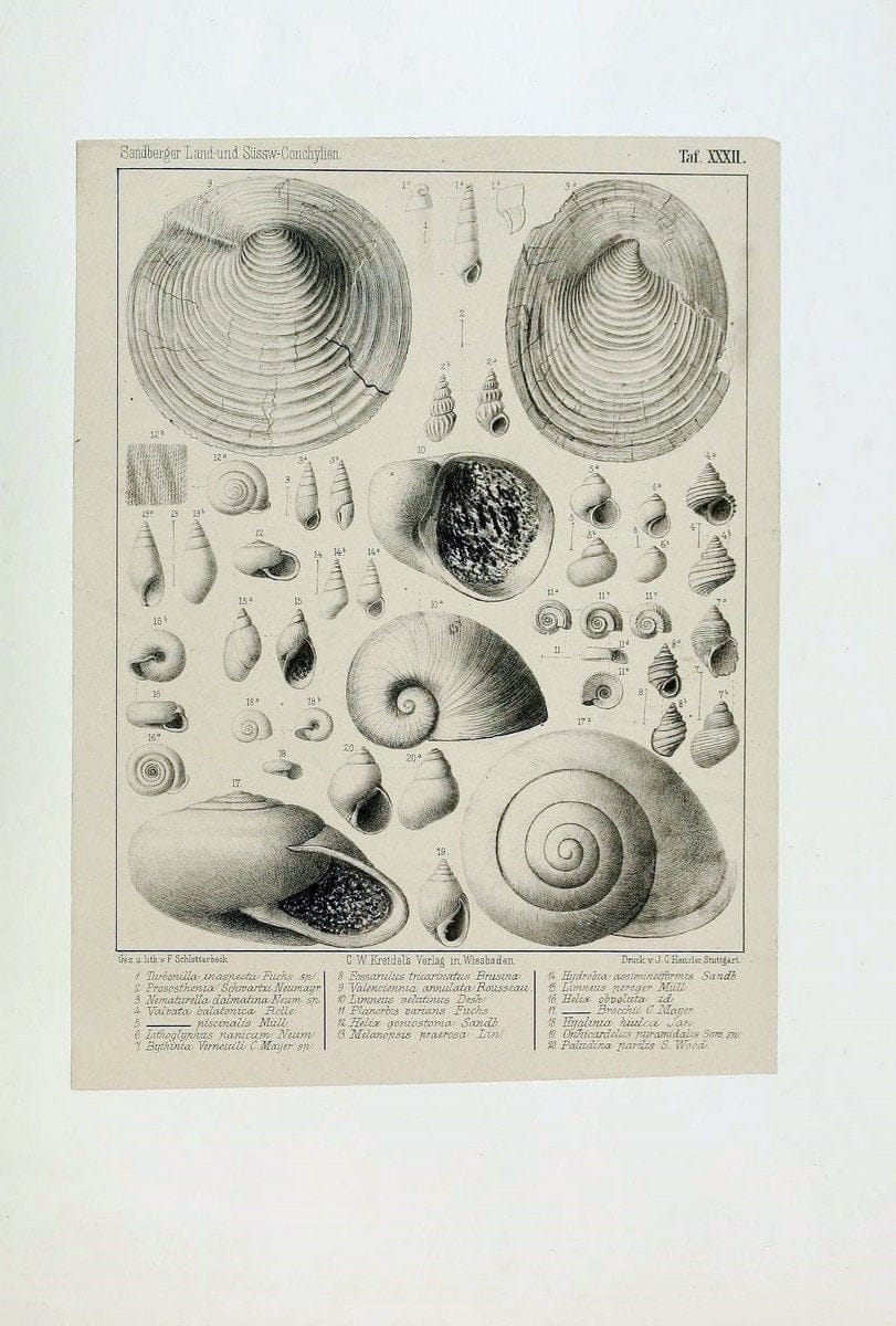 Die land- und sÃ¼sswasser Conchylien der Vorwelt /.Wiesbaden :C.W. Kreidel,1875.  | "Mollusks, Fossil" Paleontology  | Vintage Print Reproduction 471822