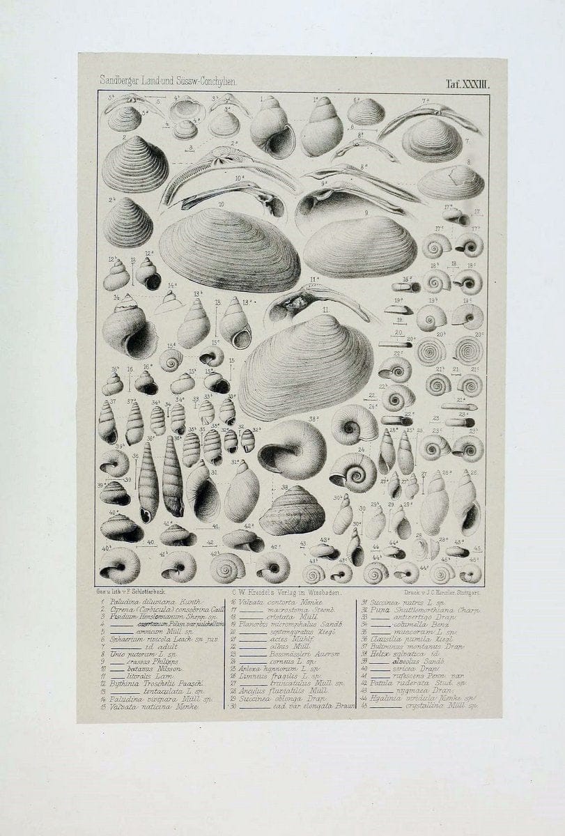 Die land- und sÃ¼sswasser Conchylien der Vorwelt /.Wiesbaden :C.W. Kreidel,1875.  | "Mollusks, Fossil" Paleontology  | Vintage Print Reproduction 471823