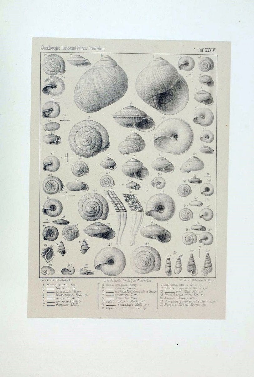 Die land- und sÃ¼sswasser Conchylien der Vorwelt /.Wiesbaden :C.W. Kreidel,1875.  | "Mollusks, Fossil" Paleontology  | Vintage Print Reproduction 471824