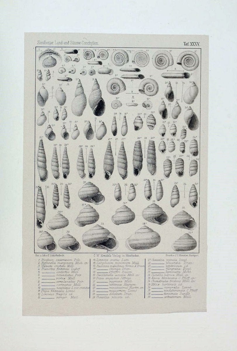 Die land- und sÃ¼sswasser Conchylien der Vorwelt /.Wiesbaden :C.W. Kreidel,1875.  | "Mollusks, Fossil" Paleontology  | Vintage Print Reproduction 471825