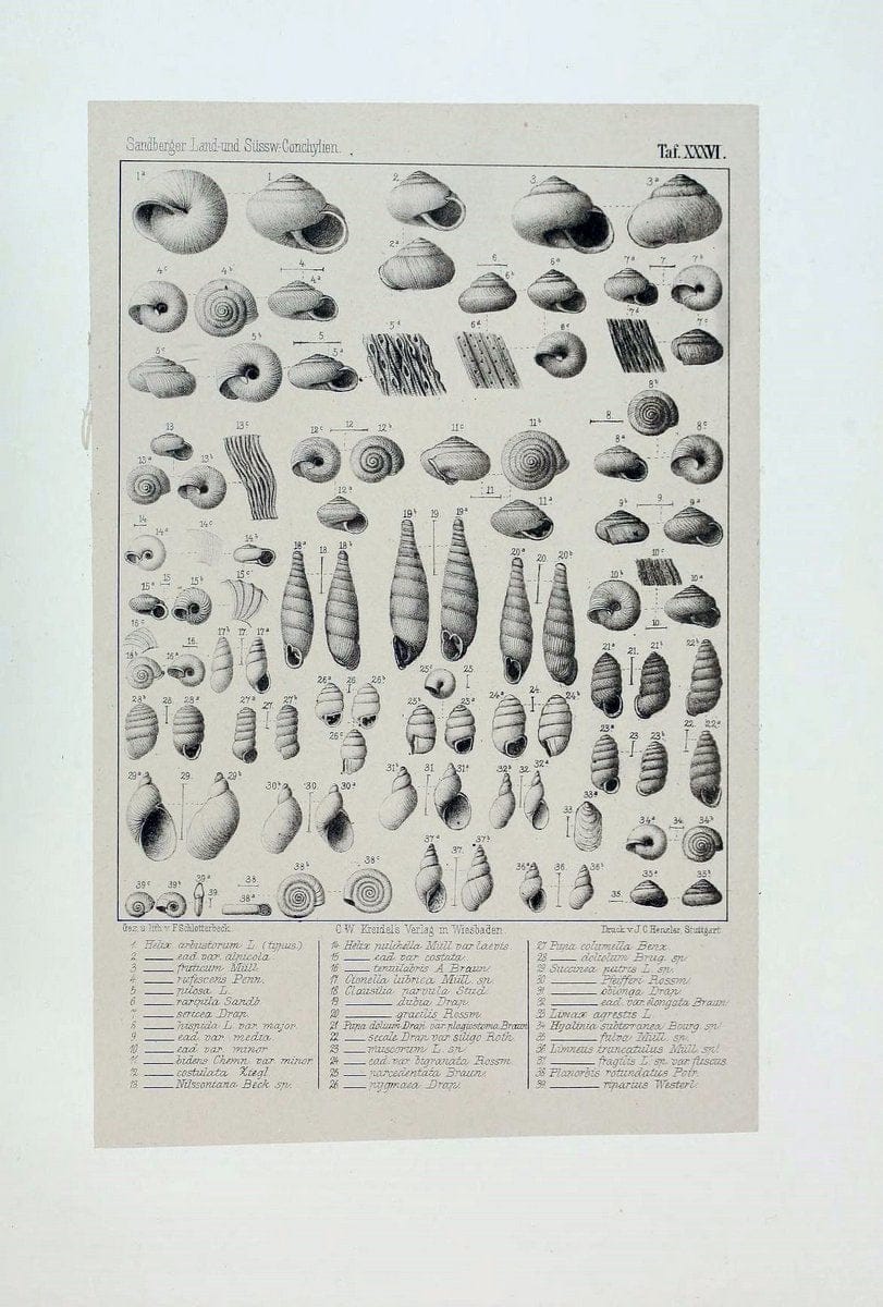 Die land- und sÃ¼sswasser Conchylien der Vorwelt /.Wiesbaden :C.W. Kreidel,1875.  | "Mollusks, Fossil" Paleontology  | Vintage Print Reproduction 471826