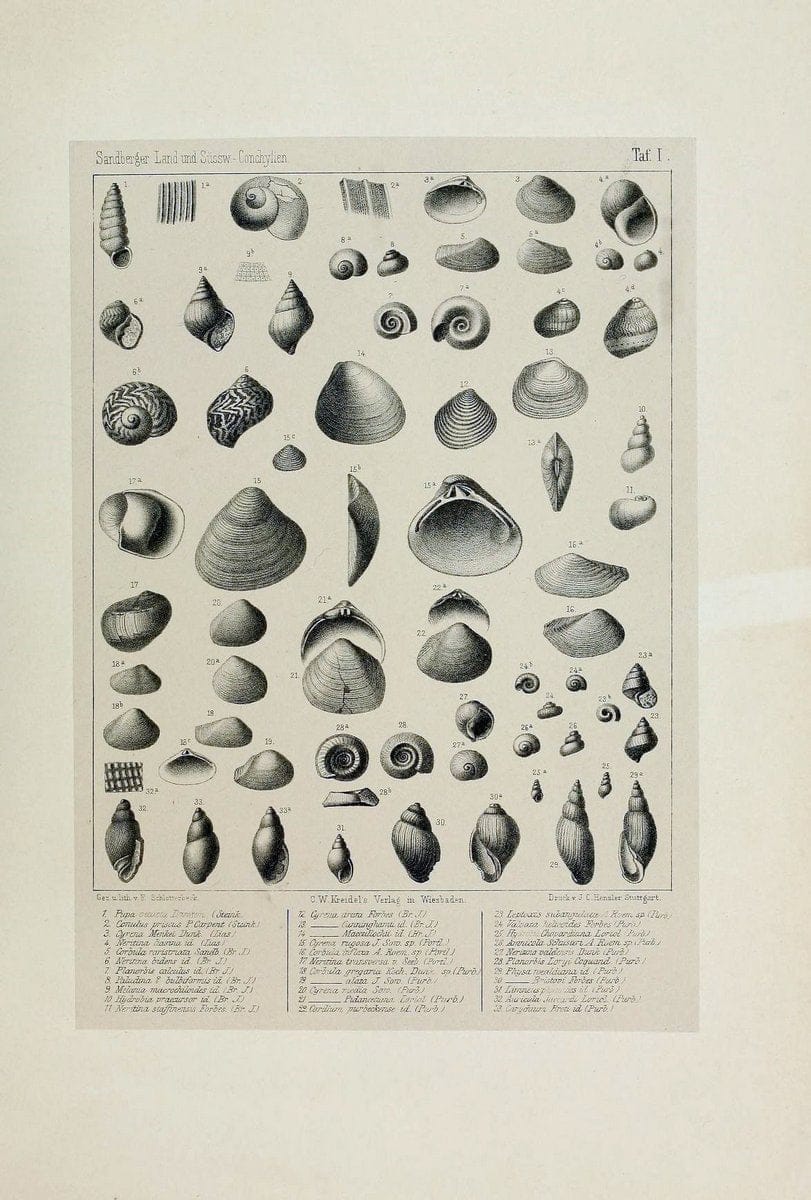 Die land- und sÃ¼sswasser Conchylien der Vorwelt /.Wiesbaden :C.W. Kreidel,1875.  | "Mollusks, Fossil" Paleontology  | Vintage Print Reproduction 471827