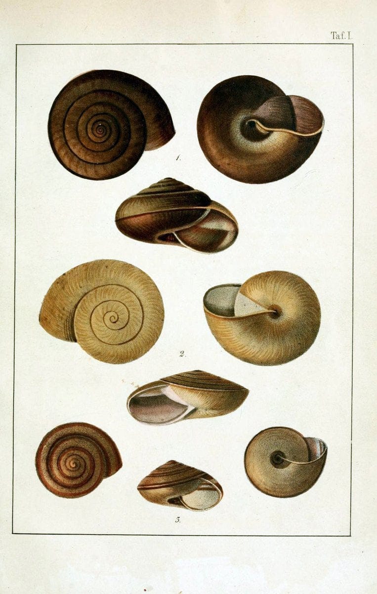 Die Land- und SÃ¼sswasser-Mollusken von Java :.Zurich :F. Schulthess,1849.. |  | Vintage Print Reproduction 471828
