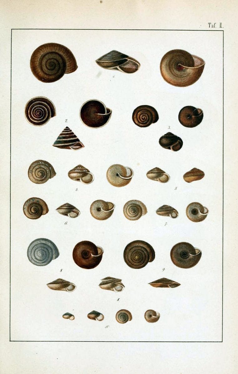 Die Land- und SÃ¼sswasser-Mollusken von Java :.Zurich :F. Schulthess,1849.. |  | Vintage Print Reproduction 471829