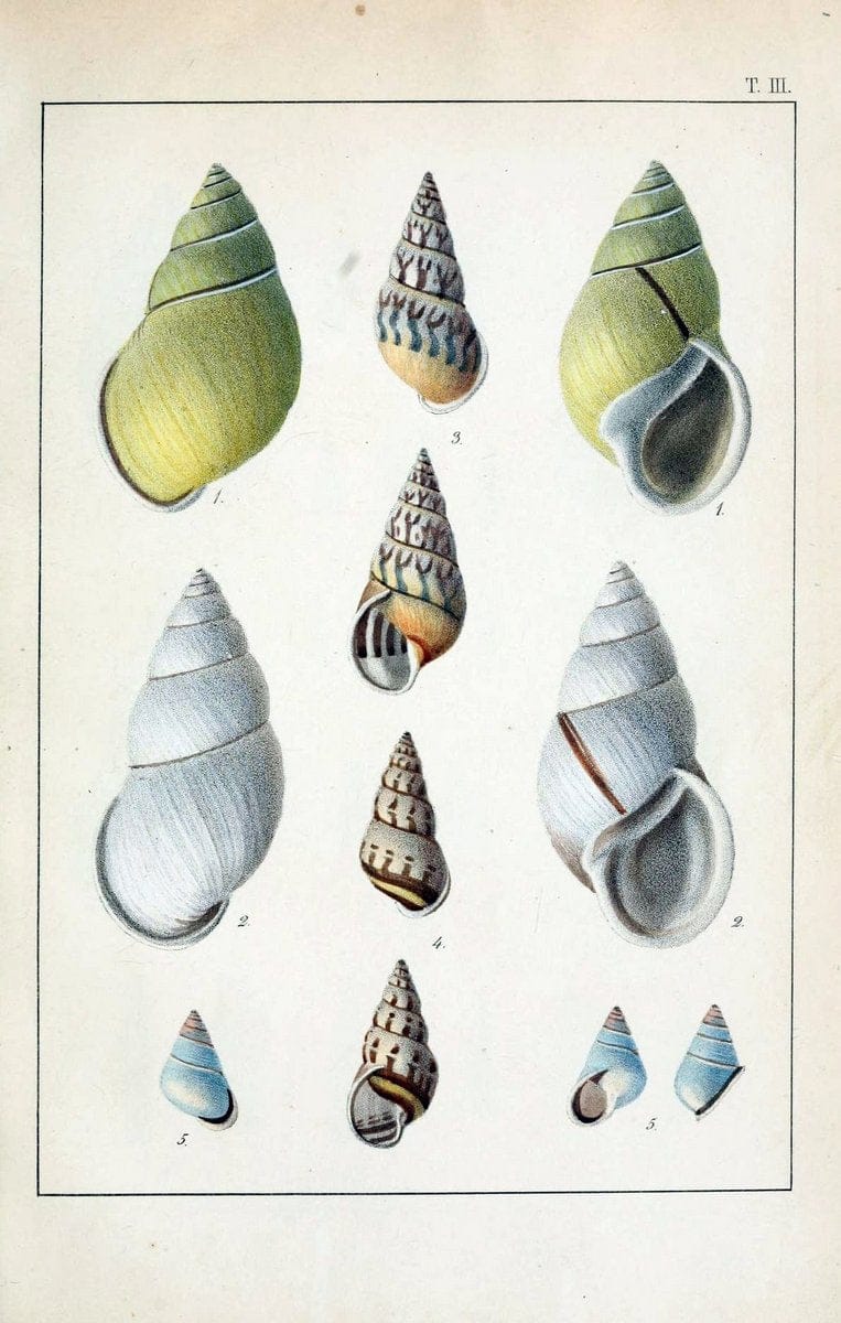 Die Land- und SÃ¼sswasser-Mollusken von Java :.Zurich :F. Schulthess,1849.. |  | Vintage Print Reproduction 471830