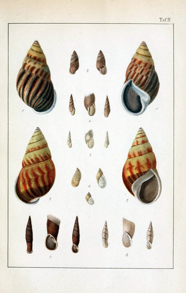Die Land- und SÃ¼sswasser-Mollusken von Java :.Zurich :F. Schulthess,1849.. |  | Vintage Print Reproduction 471831