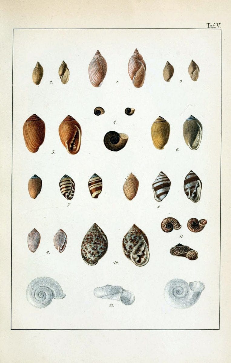 Die Land- und SÃ¼sswasser-Mollusken von Java :.Zurich :F. Schulthess,1849.. |  | Vintage Print Reproduction 471832