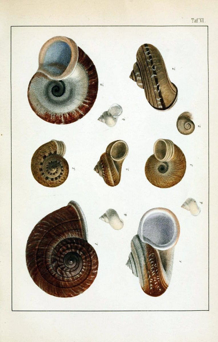 Die Land- und SÃ¼sswasser-Mollusken von Java :.Zurich :F. Schulthess,1849.. |  | Vintage Print Reproduction 471833