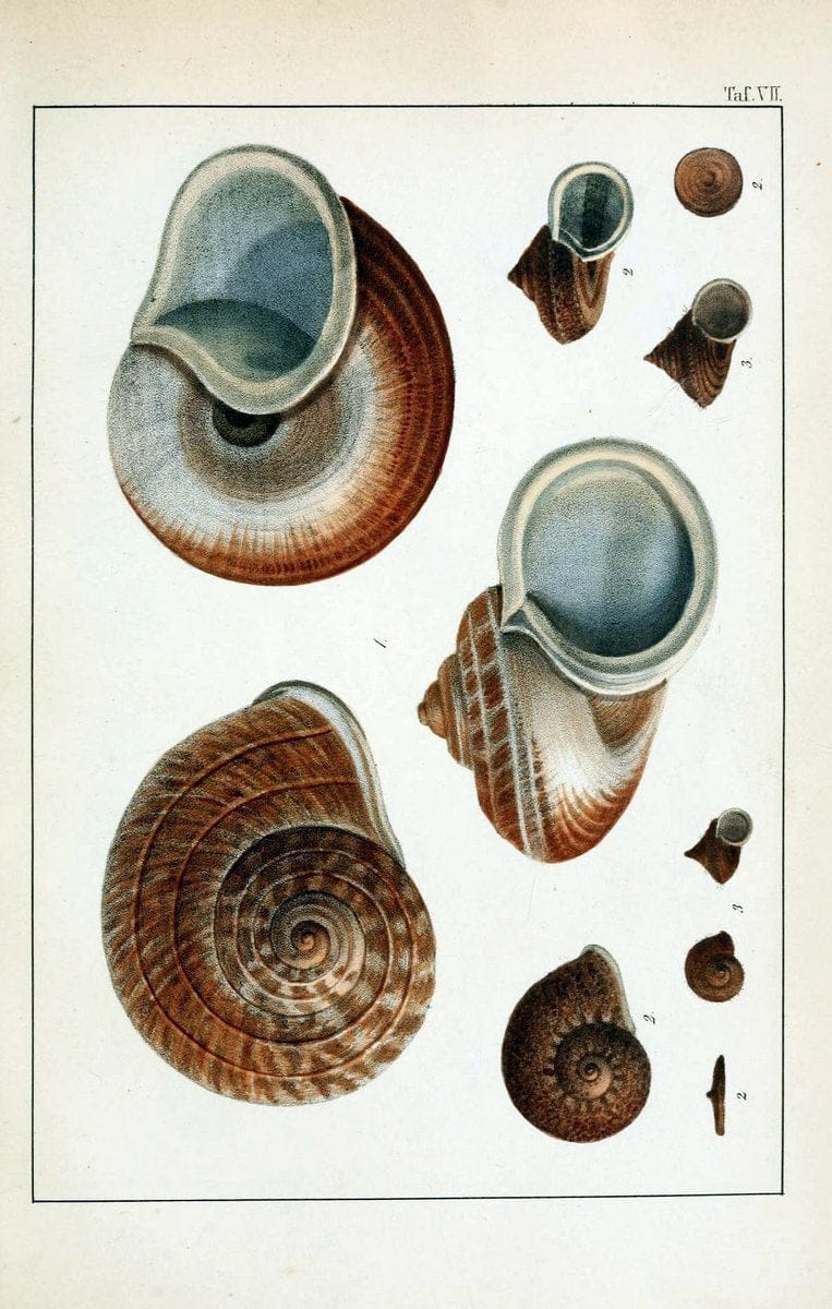 Die Land- und SÃ¼sswasser-Mollusken von Java :.Zurich :F. Schulthess,1849.. |  | Vintage Print Reproduction 471834