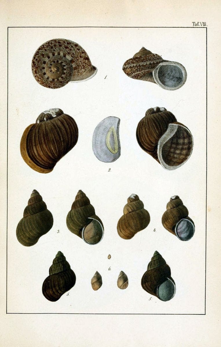 Die Land- und SÃ¼sswasser-Mollusken von Java :.Zurich :F. Schulthess,1849.. |  | Vintage Print Reproduction 471835