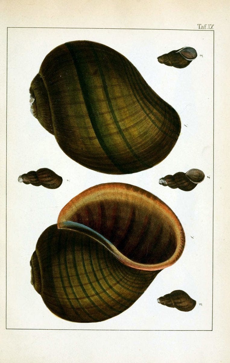 Die Land- und SÃ¼sswasser-Mollusken von Java :.Zurich :F. Schulthess,1849.. |  | Vintage Print Reproduction 471836