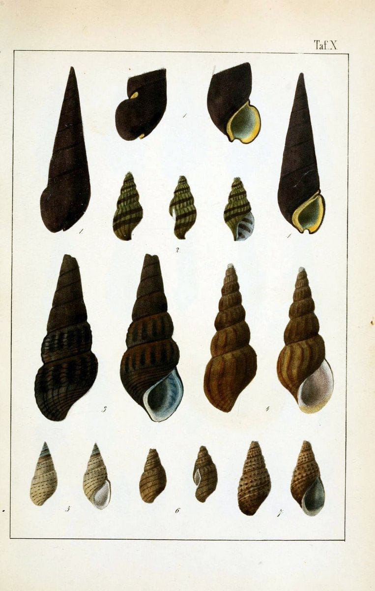 Die Land- und SÃ¼sswasser-Mollusken von Java :.Zurich :F. Schulthess,1849.. |  | Vintage Print Reproduction 471837