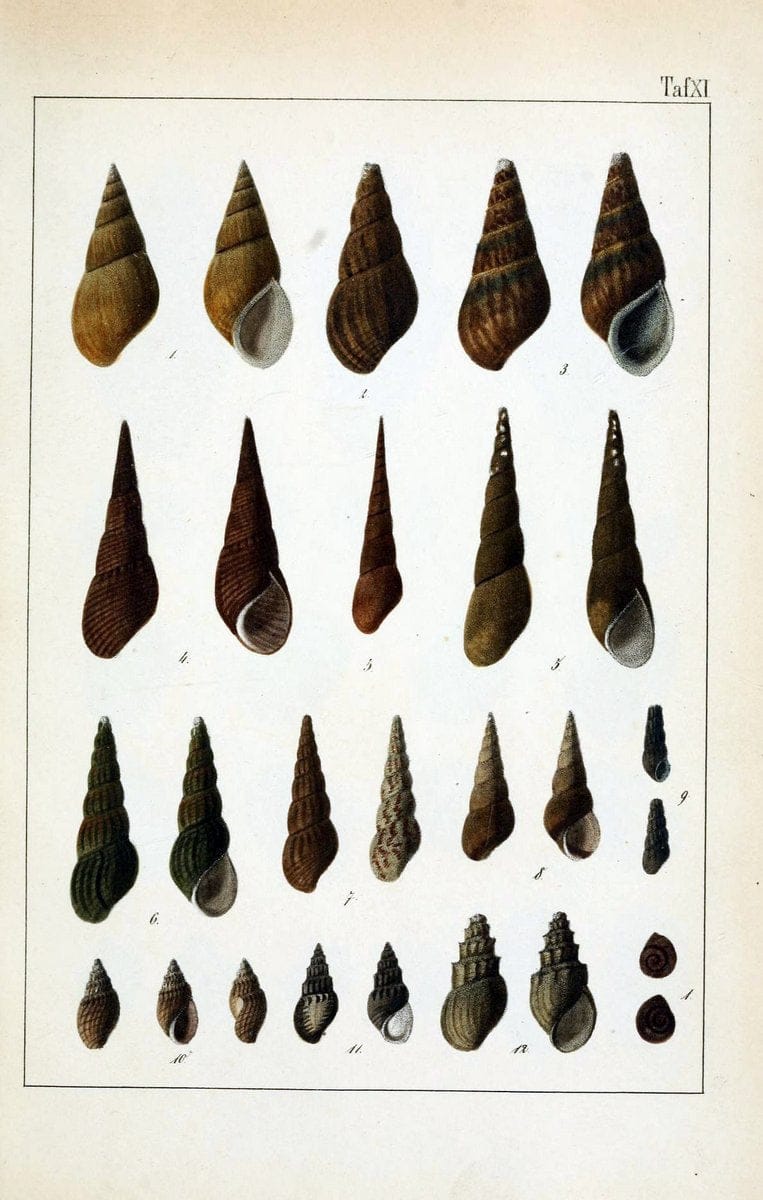 Die Land- und SÃ¼sswasser-Mollusken von Java :.Zurich :F. Schulthess,1849.. |  | Vintage Print Reproduction 471838