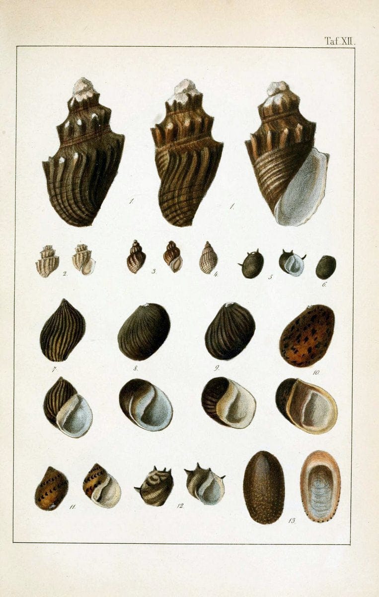 Die Land- und SÃ¼sswasser-Mollusken von Java :.Zurich :F. Schulthess,1849.. |  | Vintage Print Reproduction 471839