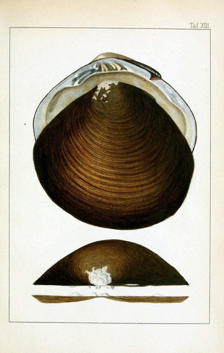 Die Land- und SÃ¼sswasser-Mollusken von Java :.Zurich :F. Schulthess,1849.. |  | Vintage Print Reproduction 471840
