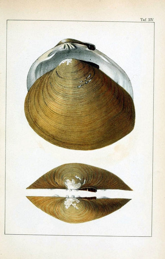Die Land- und SÃ¼sswasser-Mollusken von Java :.Zurich :F. Schulthess,1849.. |  | Vintage Print Reproduction 471841