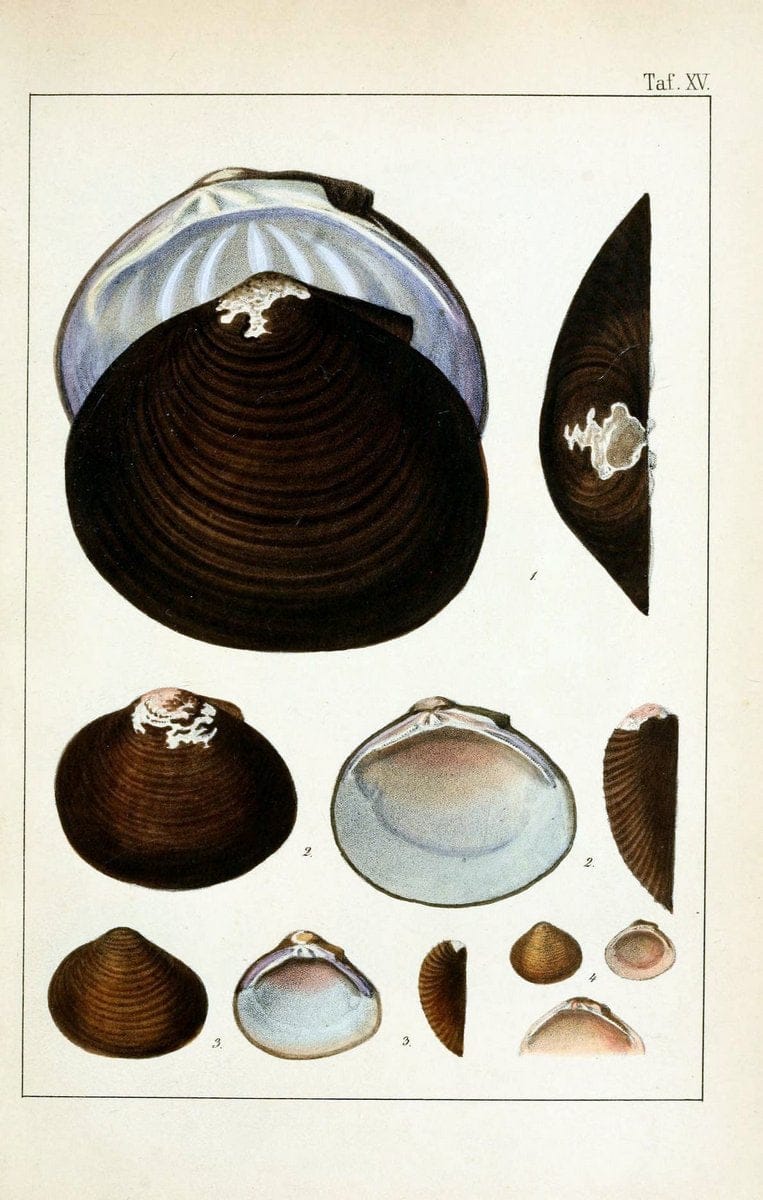 Die Land- und SÃ¼sswasser-Mollusken von Java :.Zurich :F. Schulthess,1849.. |  | Vintage Print Reproduction 471842
