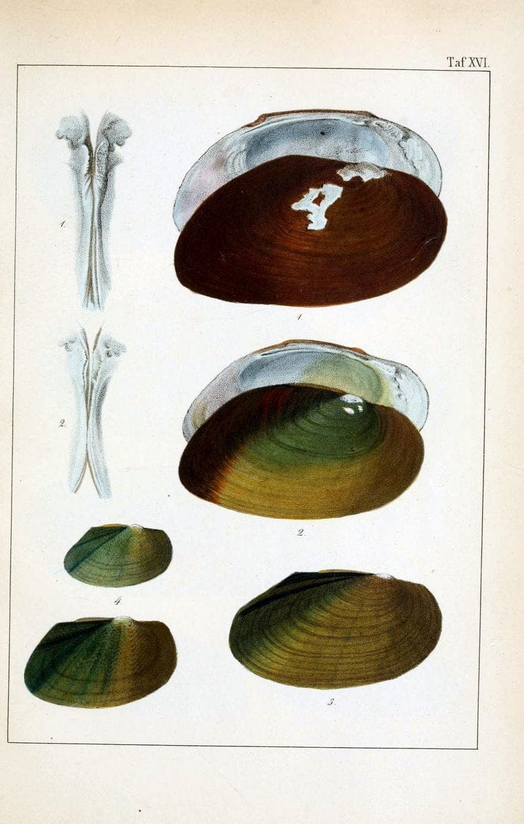 Die Land- und SÃ¼sswasser-Mollusken von Java :.Zurich :F. Schulthess,1849.. |  | Vintage Print Reproduction 471843
