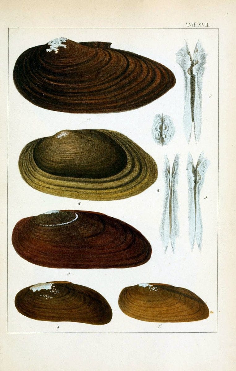 Die Land- und SÃ¼sswasser-Mollusken von Java :.Zurich :F. Schulthess,1849.. |  | Vintage Print Reproduction 471844