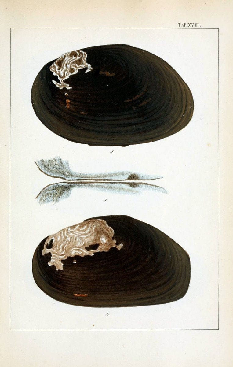 Die Land- und SÃ¼sswasser-Mollusken von Java :.Zurich :F. Schulthess,1849.. |  | Vintage Print Reproduction 471845