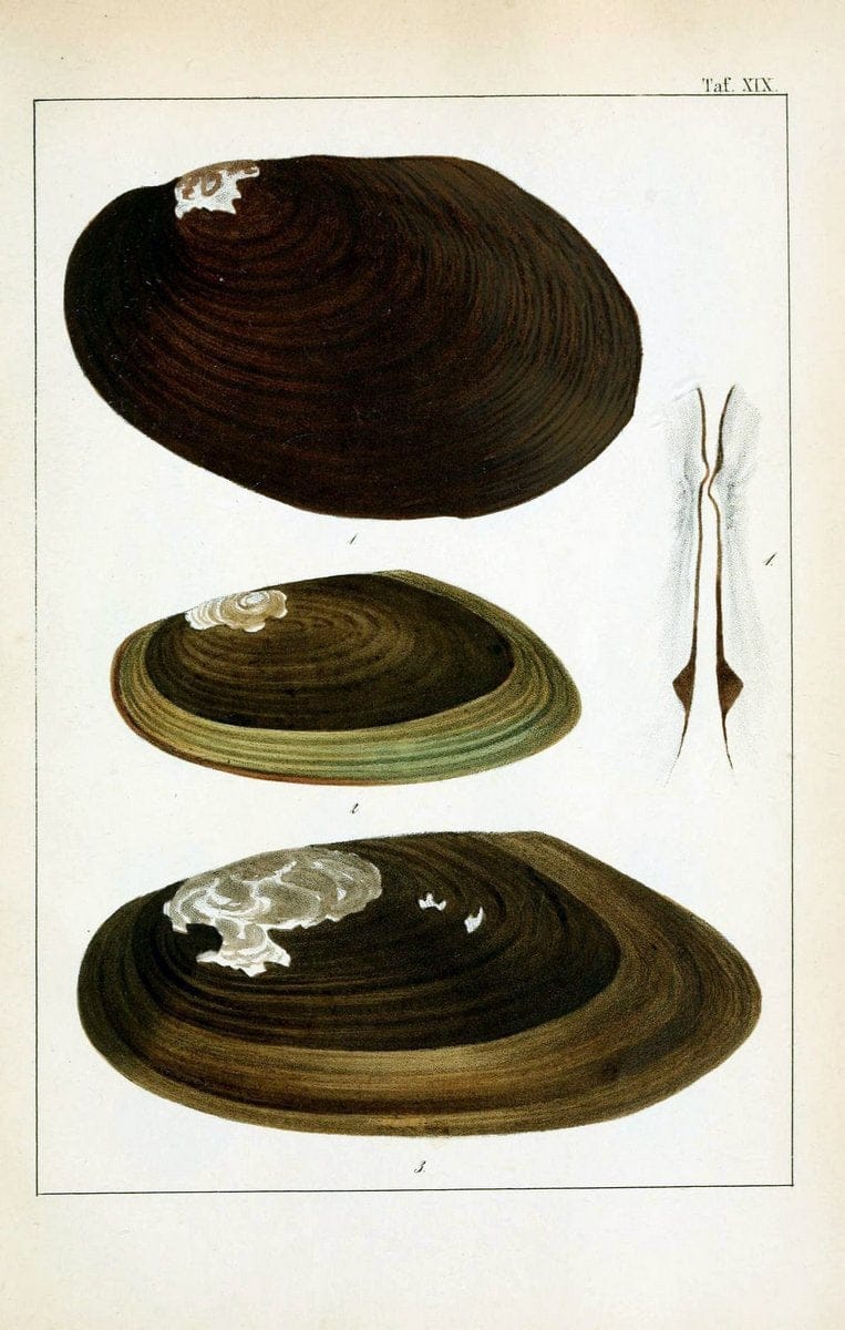 Die Land- und SÃ¼sswasser-Mollusken von Java :.Zurich :F. Schulthess,1849.. |  | Vintage Print Reproduction 471846