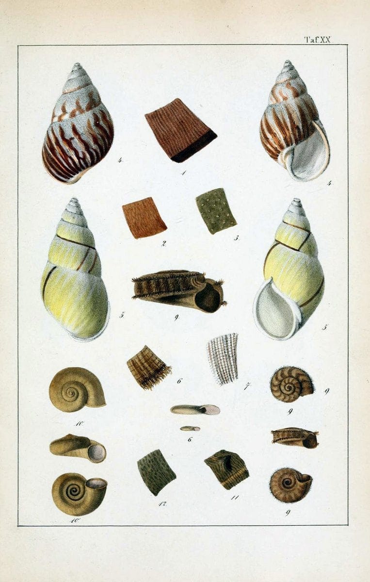 Die Land- und SÃ¼sswasser-Mollusken von Java :.Zurich :F. Schulthess,1849.. |  | Vintage Print Reproduction 471847