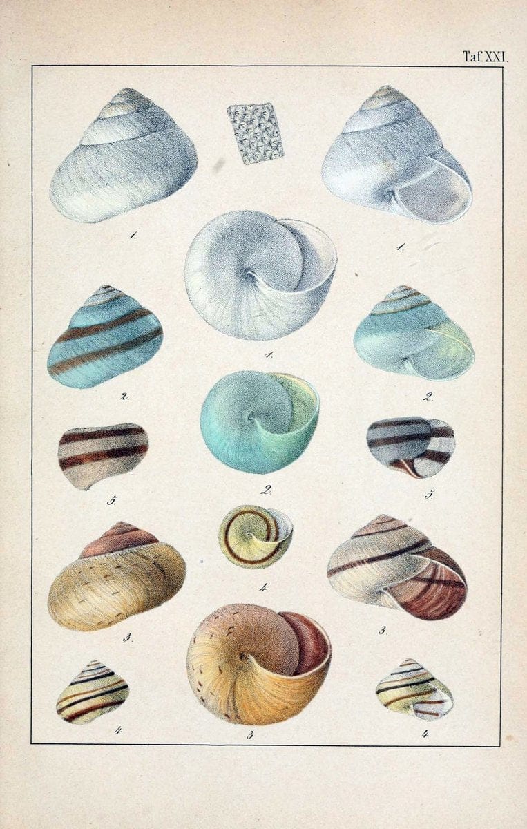 Die Land- und SÃ¼sswasser-Mollusken von Java :.Zurich :F. Schulthess,1849.. |  | Vintage Print Reproduction 471848