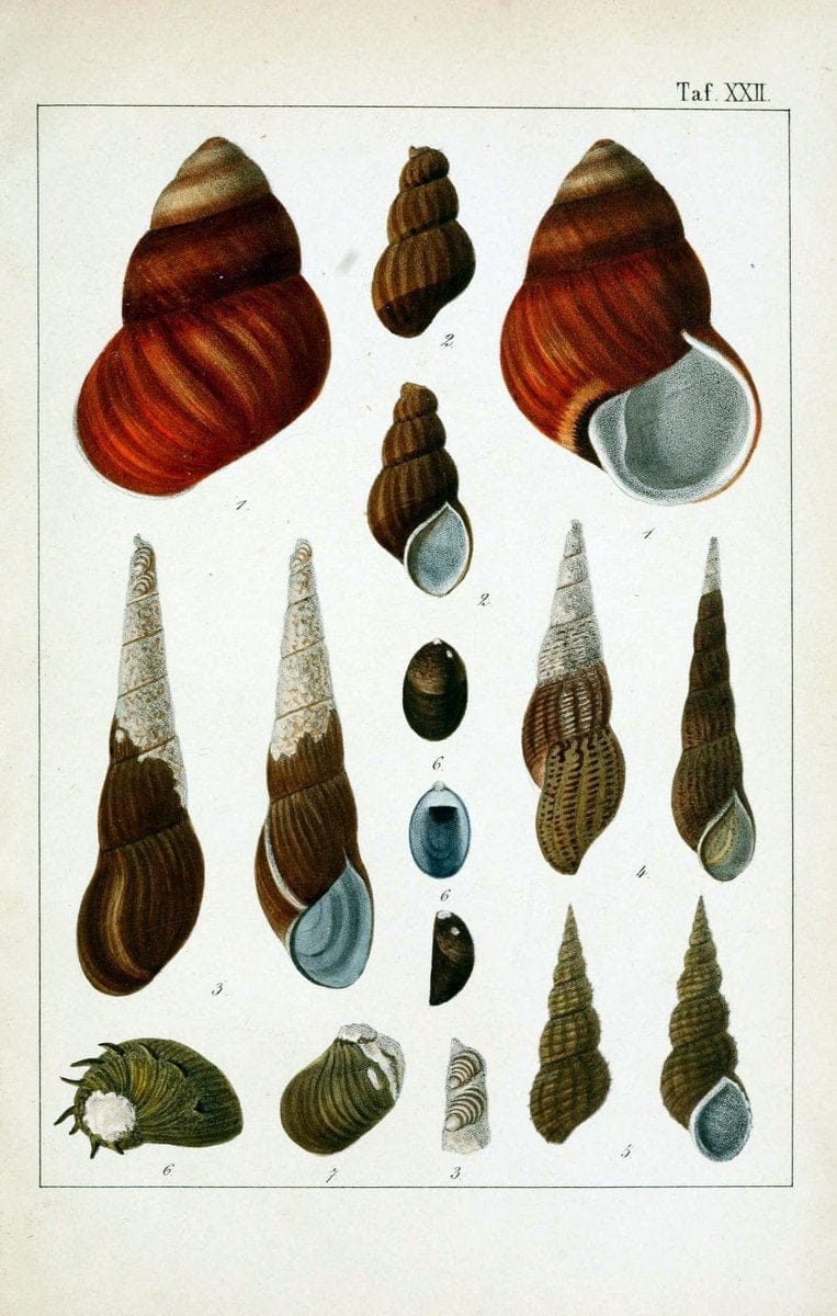 Die Land- und SÃ¼sswasser-Mollusken von Java :.Zurich :F. Schulthess,1849.. |  | Vintage Print Reproduction 471849