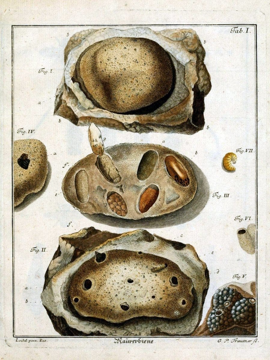 Die Maurerbiene :.Regensburg :Verlegts Johann Leopold Montag,1764.  | "Mason bees" "Field Museum Library" | Vintage Print Reproduction 471850