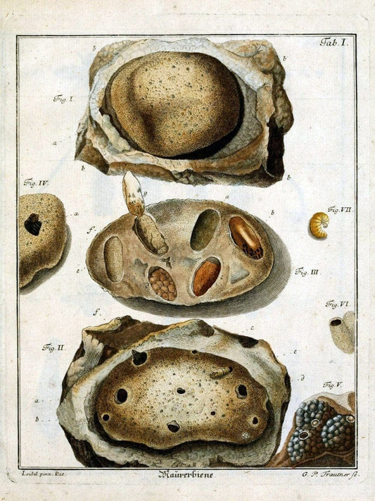 Die Maurerbiene :.Regensburg :Verlegts Johann Leopold Montag,1764.  | "Mason bees" "Field Museum Library" | Vintage Print Reproduction 471850