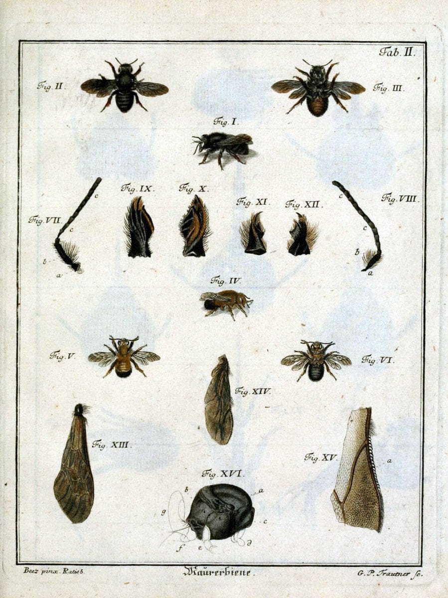 Die Maurerbiene :.Regensburg :Verlegts Johann Leopold Montag,1764.  | "Mason bees" "Field Museum Library" | Vintage Print Reproduction 471851