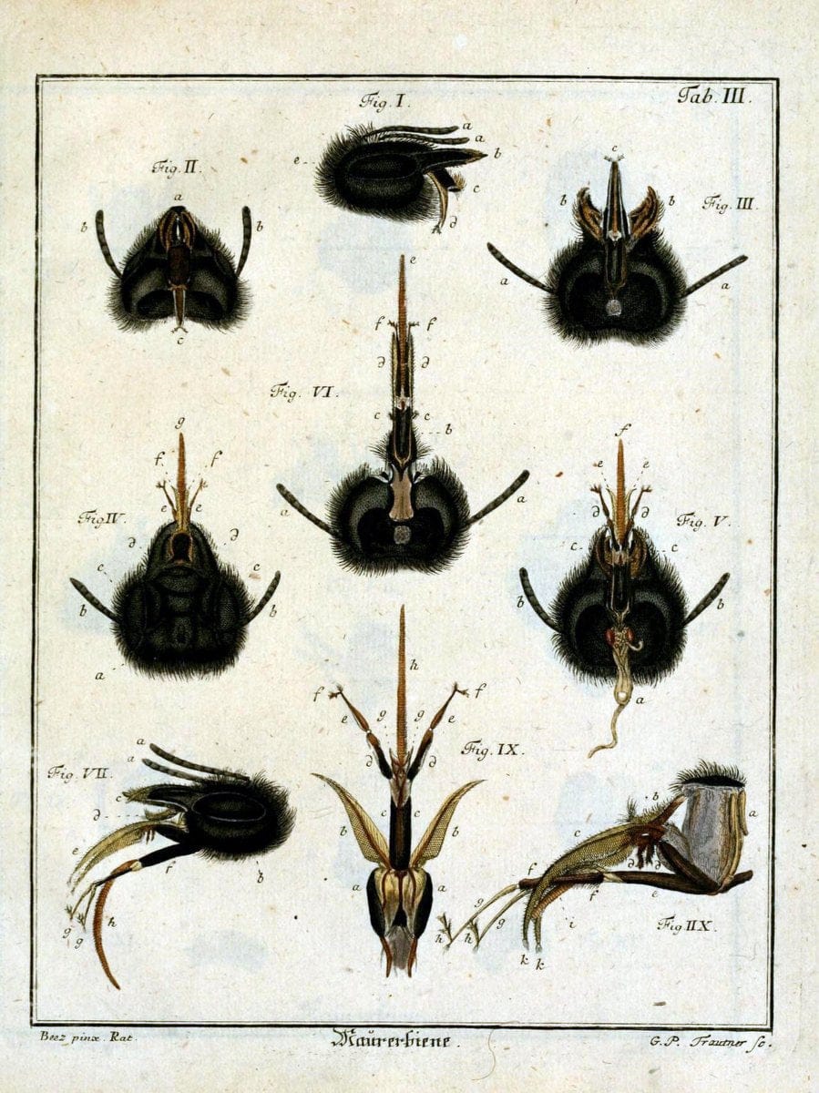 Die Maurerbiene :.Regensburg :Verlegts Johann Leopold Montag,1764.  | "Mason bees" "Field Museum Library" | Vintage Print Reproduction 471852