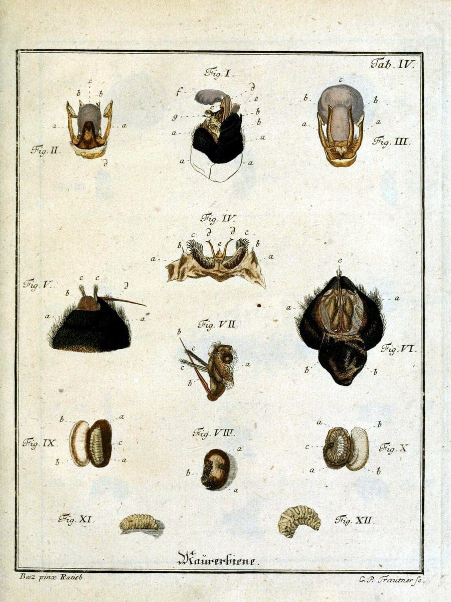 Die Maurerbiene :.Regensburg :Verlegts Johann Leopold Montag,1764.  | "Mason bees" "Field Museum Library" | Vintage Print Reproduction 471853