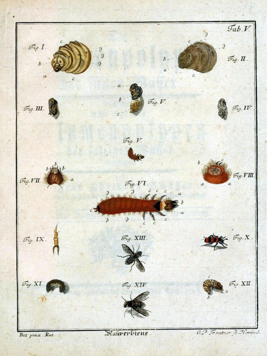 Die Maurerbiene :.Regensburg :Verlegts Johann Leopold Montag,1764.  | "Mason bees" "Field Museum Library" | Vintage Print Reproduction 471854