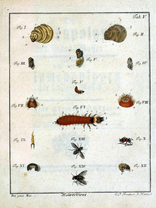 Die Maurerbiene :.Regensburg :Verlegts Johann Leopold Montag,1764.  | "Mason bees" "Field Museum Library" | Vintage Print Reproduction 471854
