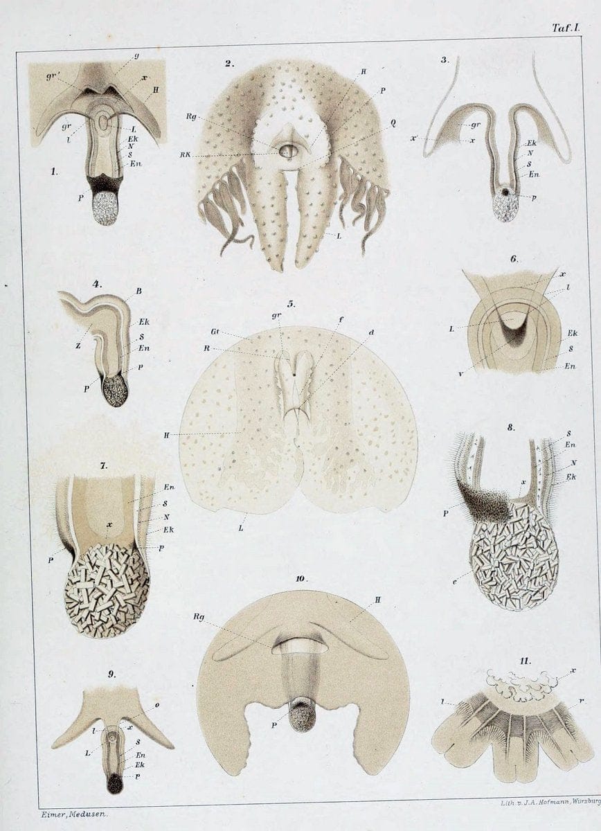 Die Medusen :.TÃ¼bingen :H. Laupp,1878.  | Jellyfishes Morphology "Nervous system" physiology  | Vintage Print Reproduction 471855