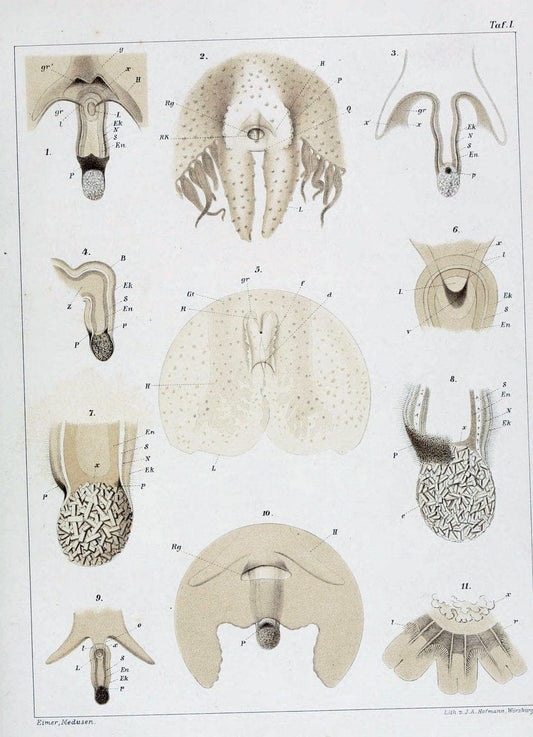 Die Medusen :.TÃ¼bingen :H. Laupp,1878.  | Jellyfishes Morphology "Nervous system" physiology  | Vintage Print Reproduction 471855