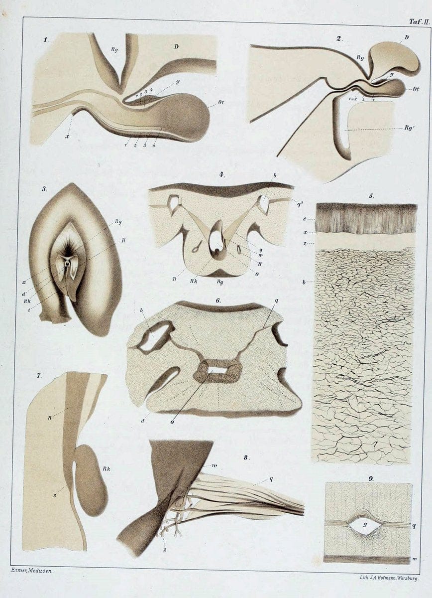 Die Medusen :.TÃ¼bingen :H. Laupp,1878.  | Jellyfishes Morphology "Nervous system" physiology  | Vintage Print Reproduction 471856