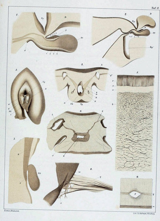 Die Medusen :.TÃ¼bingen :H. Laupp,1878.  | Jellyfishes Morphology "Nervous system" physiology  | Vintage Print Reproduction 471856