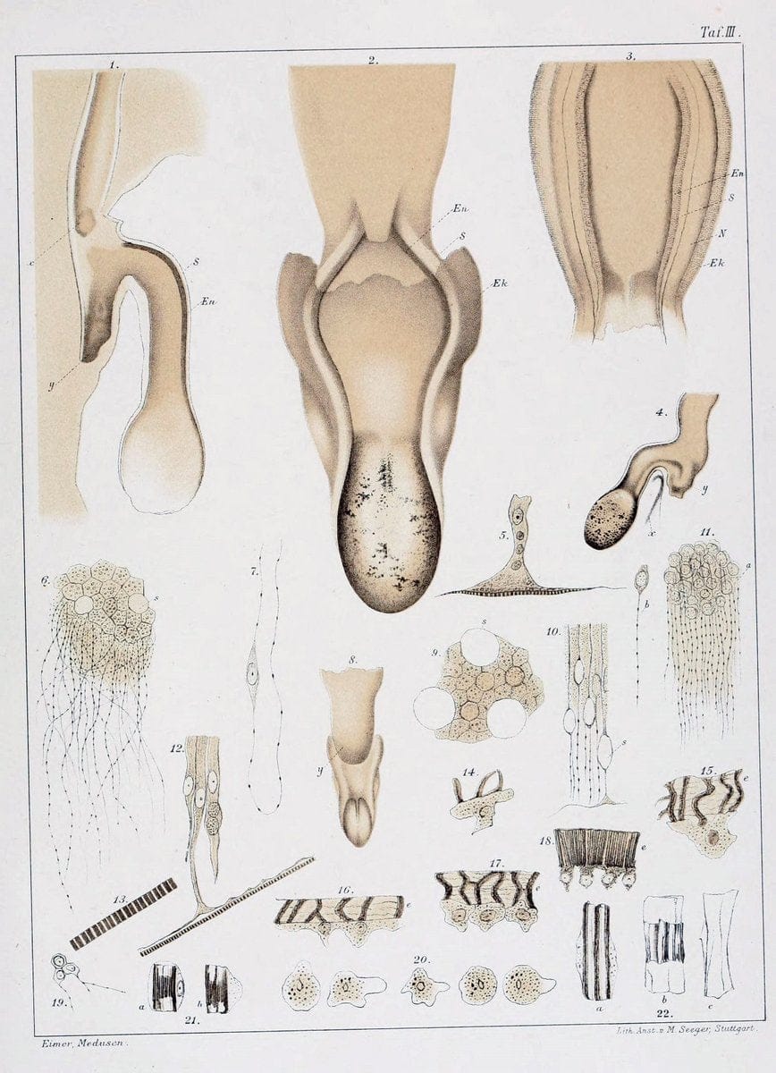 Die Medusen :.TÃ¼bingen :H. Laupp,1878.  | Jellyfishes Morphology "Nervous system" physiology  | Vintage Print Reproduction 471857