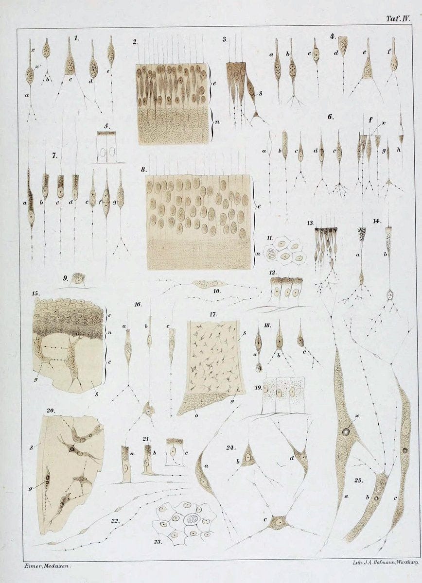 Die Medusen :.TÃ¼bingen :H. Laupp,1878.  | Jellyfishes Morphology "Nervous system" physiology  | Vintage Print Reproduction 471858
