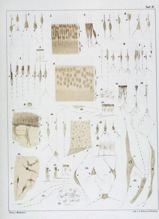 Die Medusen :.TÃ¼bingen :H. Laupp,1878.  | Jellyfishes Morphology "Nervous system" physiology  | Vintage Print Reproduction 471858