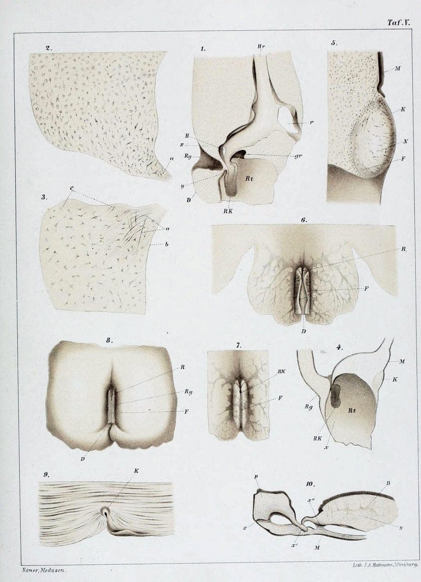 Die Medusen :.TÃ¼bingen :H. Laupp,1878.  | Jellyfishes Morphology "Nervous system" physiology  | Vintage Print Reproduction 471859