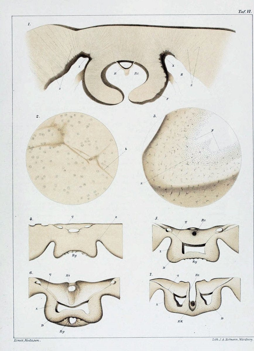 Die Medusen :.TÃ¼bingen :H. Laupp,1878.  | Jellyfishes Morphology "Nervous system" physiology  | Vintage Print Reproduction 471860