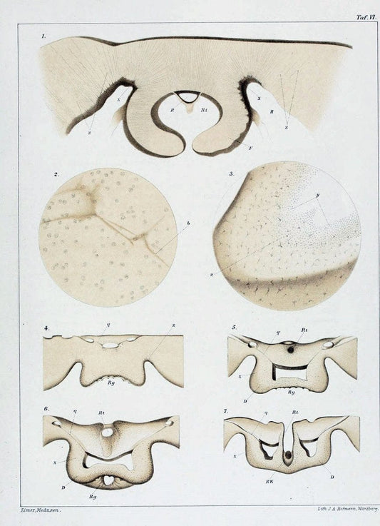 Die Medusen :.TÃ¼bingen :H. Laupp,1878.  | Jellyfishes Morphology "Nervous system" physiology  | Vintage Print Reproduction 471860