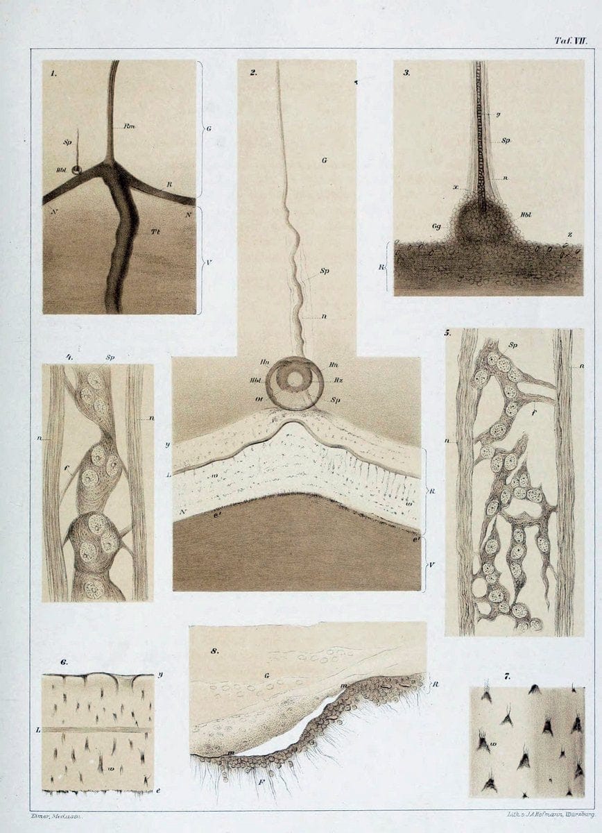 Die Medusen :.TÃ¼bingen :H. Laupp,1878.  | Jellyfishes Morphology "Nervous system" physiology  | Vintage Print Reproduction 471861