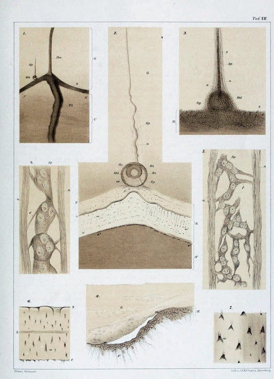 Die Medusen :.TÃ¼bingen :H. Laupp,1878.  | Jellyfishes Morphology "Nervous system" physiology  | Vintage Print Reproduction 471861