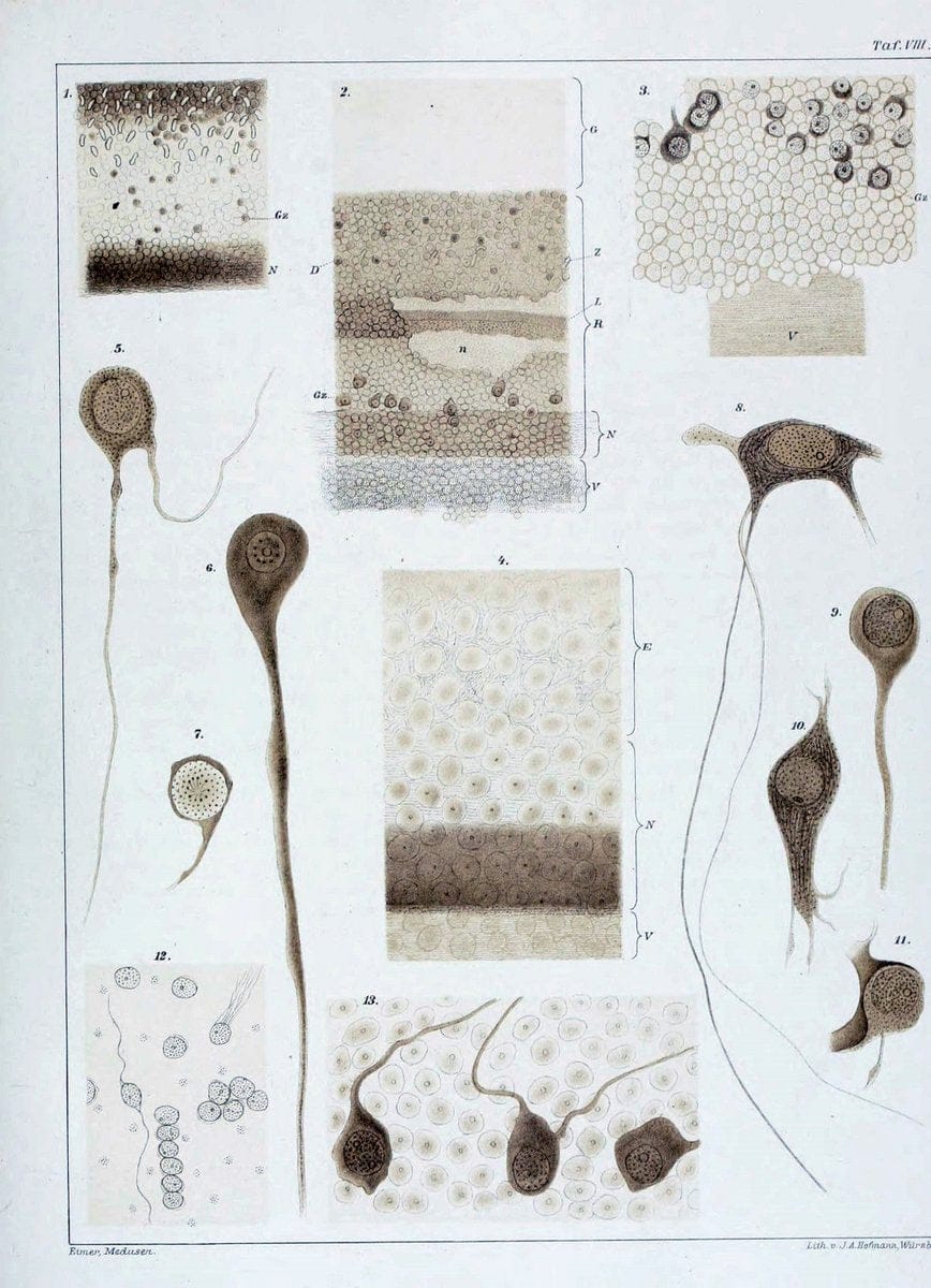 Die Medusen :.TÃ¼bingen :H. Laupp,1878.  | Jellyfishes Morphology "Nervous system" physiology  | Vintage Print Reproduction 471862