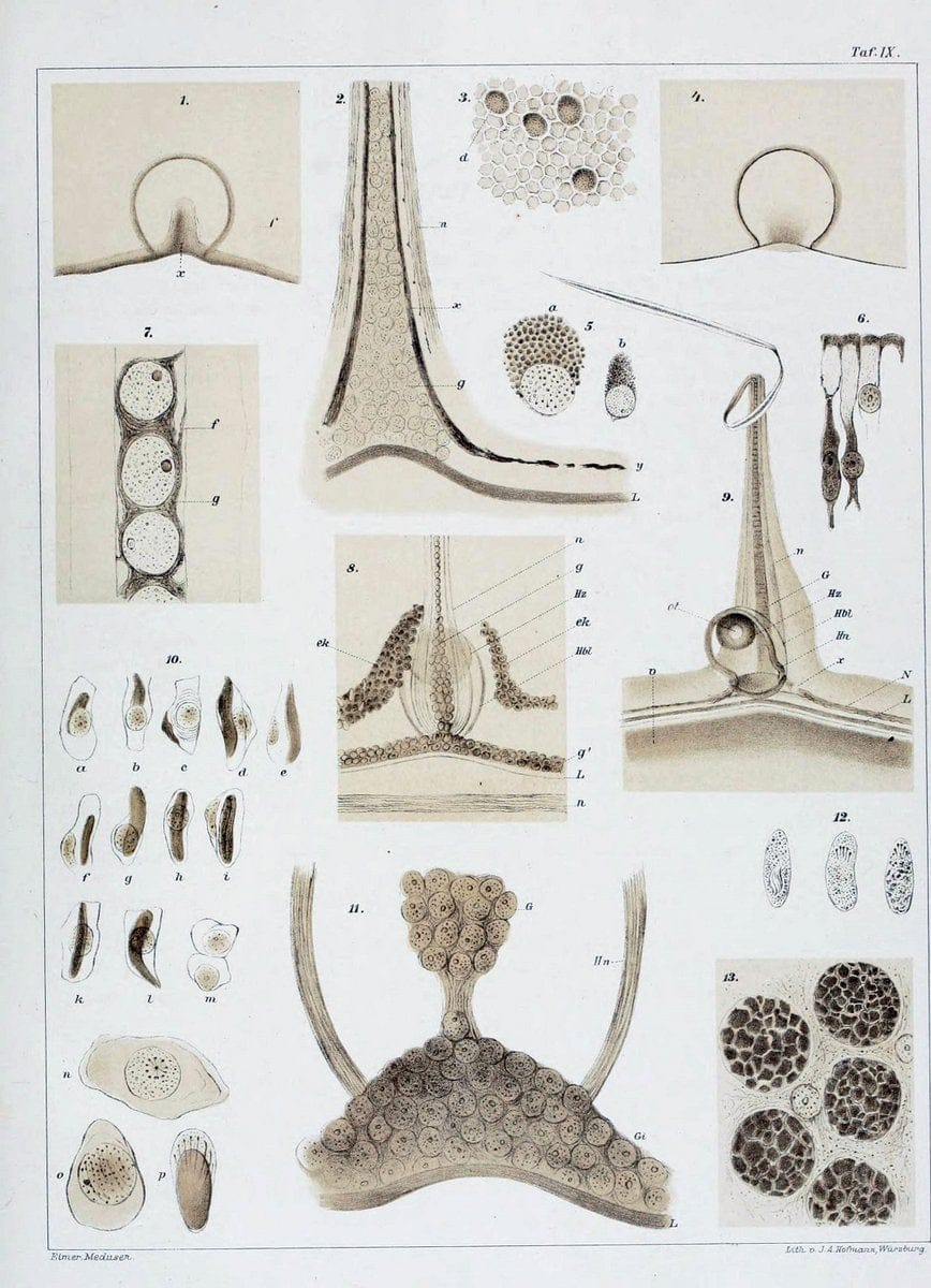 Die Medusen :.TÃ¼bingen :H. Laupp,1878.  | Jellyfishes Morphology "Nervous system" physiology  | Vintage Print Reproduction 471863