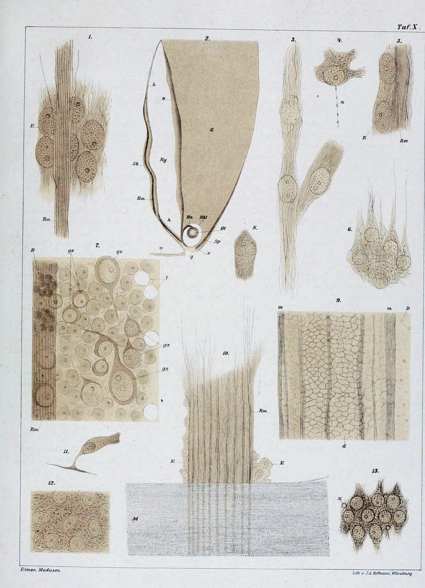 Die Medusen :.TÃ¼bingen :H. Laupp,1878.  | Jellyfishes Morphology "Nervous system" physiology  | Vintage Print Reproduction 471864